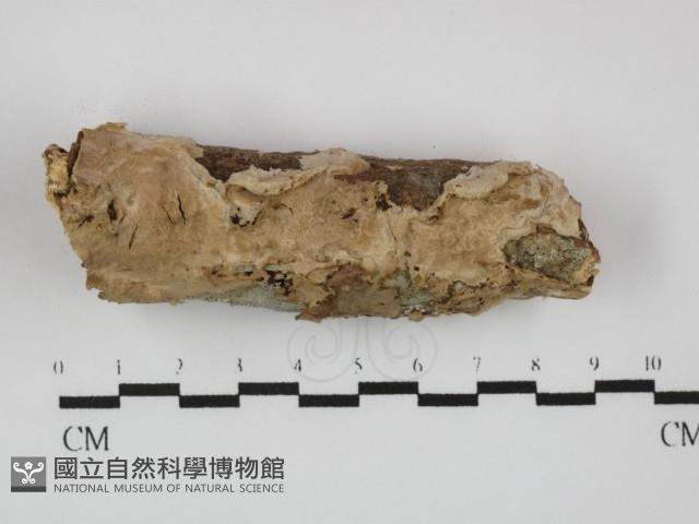 登錄號:F0031417藏品圖，第1張