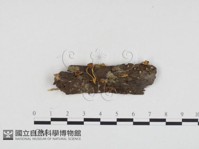 登錄號:F0024417藏品圖，第1張