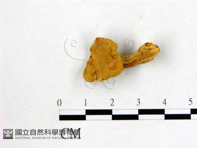 登錄號:F0004417藏品圖，第1張