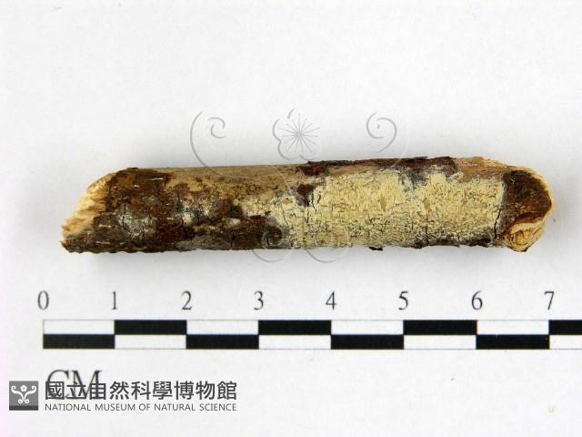 登錄號:F0022417藏品圖，第1張