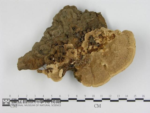 登錄號:F0012417藏品圖，第1張