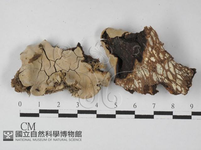 登錄號:F0027417藏品圖，第1張