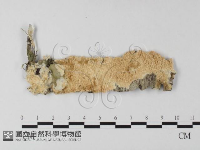登錄號:F0025417藏品圖，第1張