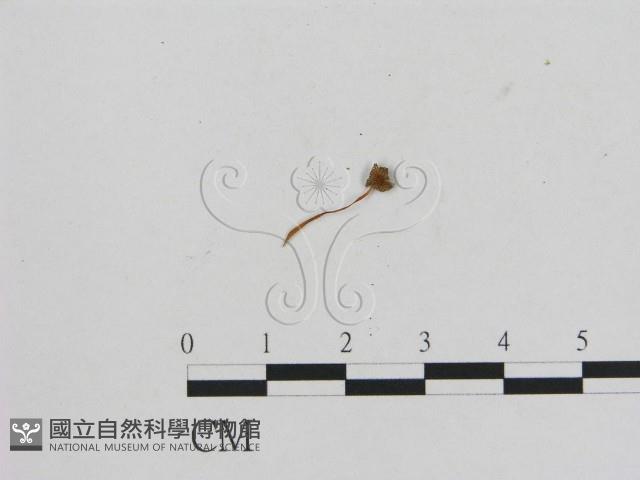 小菇屬藏品圖，第1張