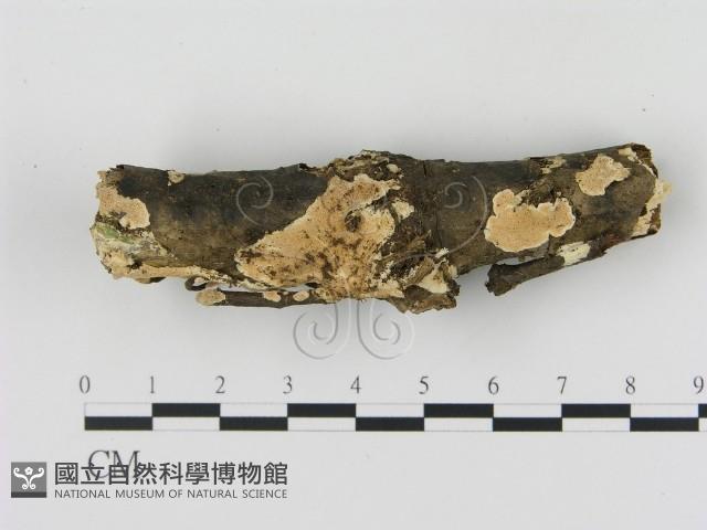 登錄號:F0015417藏品圖，第1張