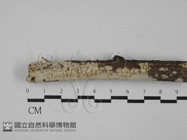 登錄號:F0029417藏品圖，第1張