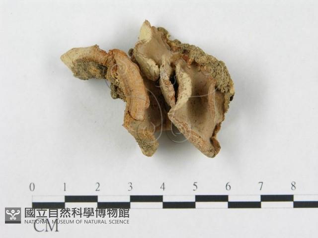 登錄號:F0013417藏品圖，第1張
