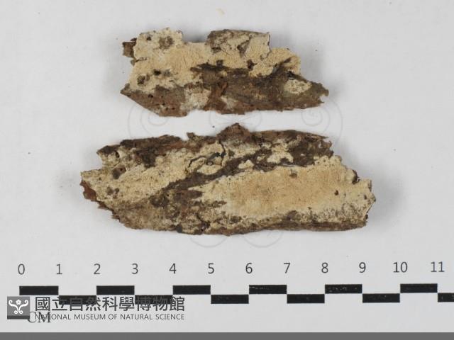 容氏菌屬藏品圖，第1張