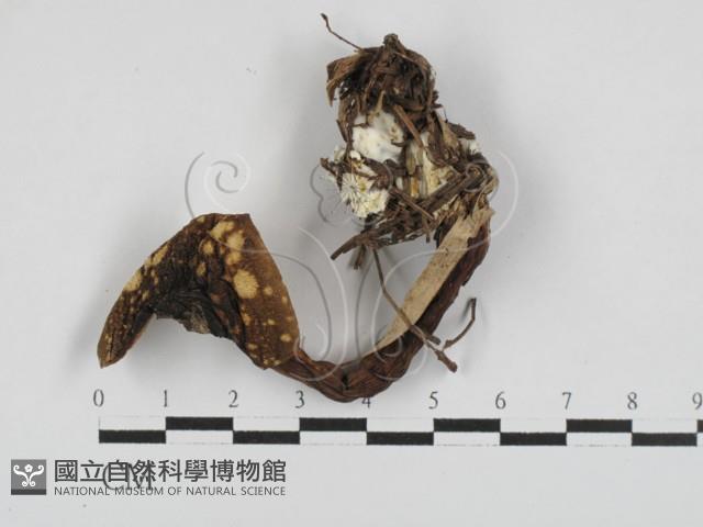 登錄號:F0028717藏品圖，第1張