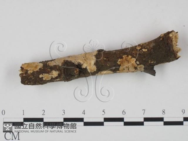 登錄號:F0018717藏品圖，第1張