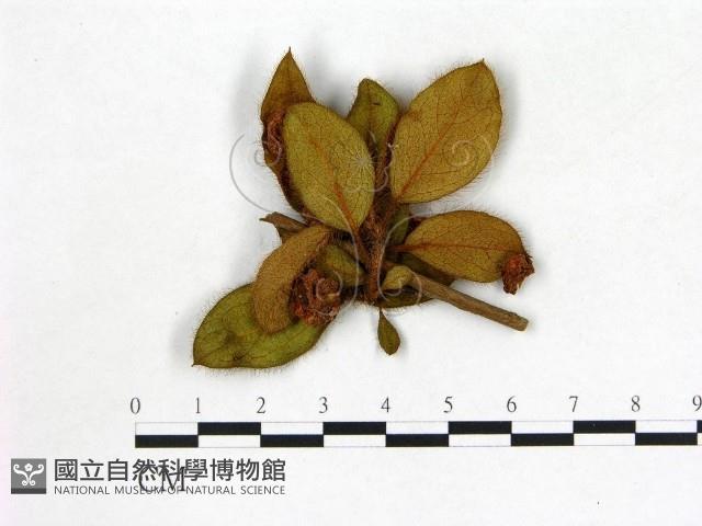 登錄號:F0020717藏品圖，第1張