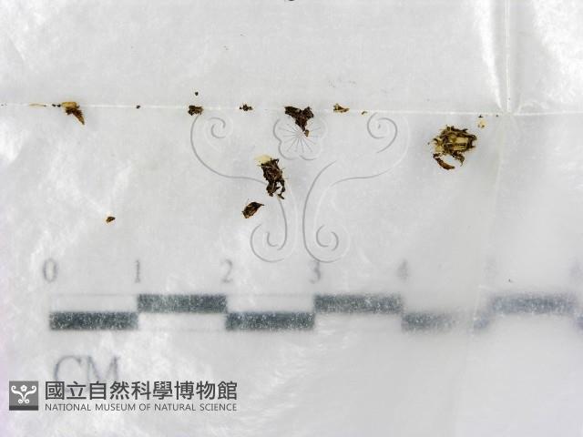 登錄號:F0000717藏品圖，第1張