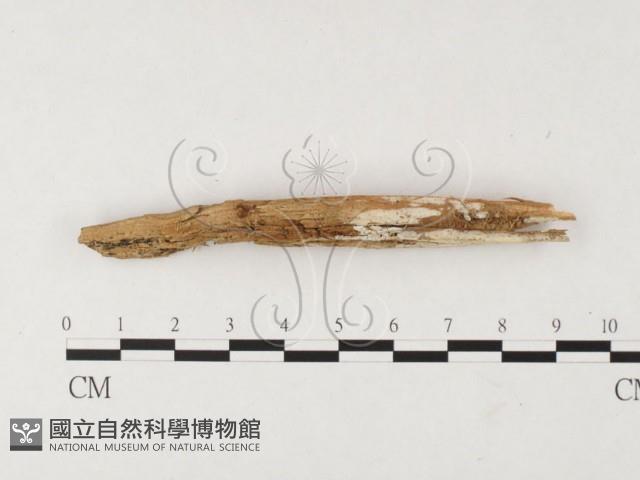 絲皮菌屬藏品圖，第1張