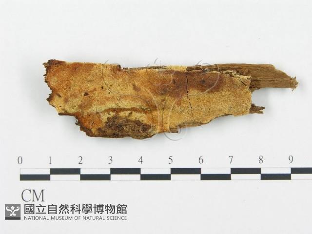 登錄號:F0006717藏品圖，第1張