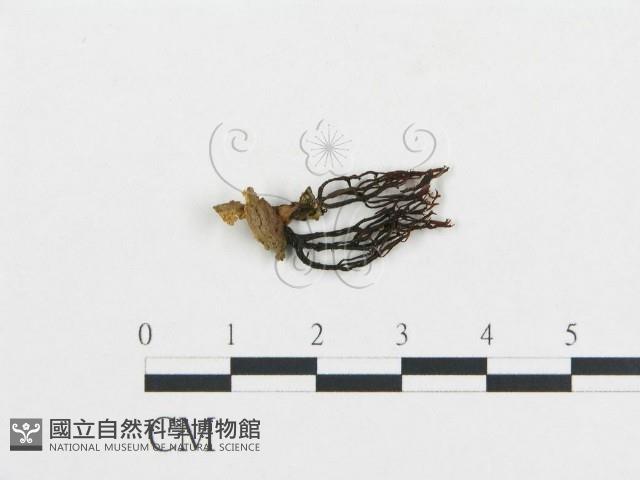 登錄號:F0001717藏品圖，第1張