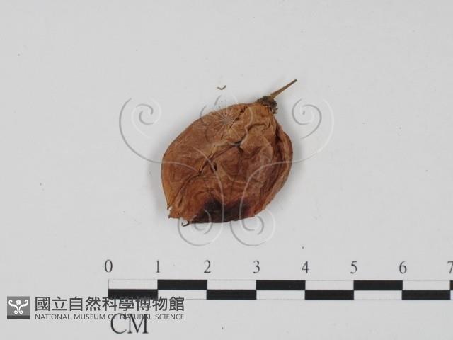 登錄號:F0011717藏品圖，第1張