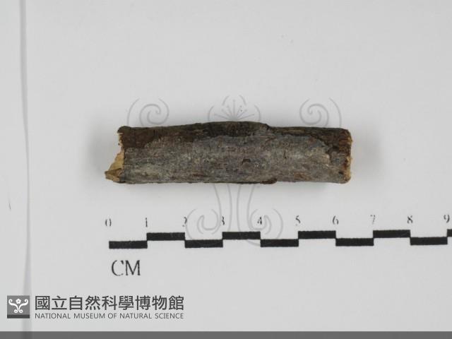 登錄號:F0031717藏品圖，第1張