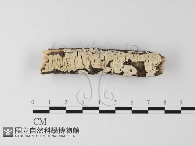 登錄號:F0014717藏品圖，第1張