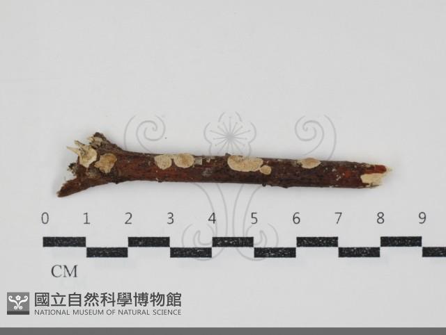 登錄號:F0034717藏品圖，第1張