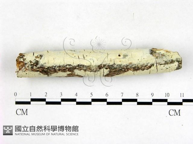 登錄號:F0022717藏品圖，第1張