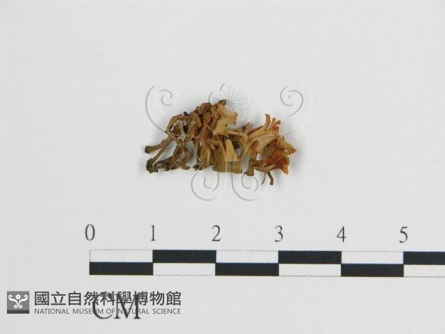 登錄號:F0002717藏品圖，第1張