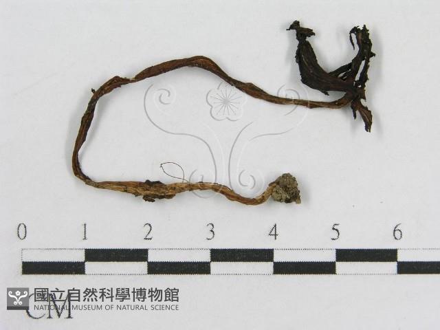 登錄號:F0012717藏品圖，第1張