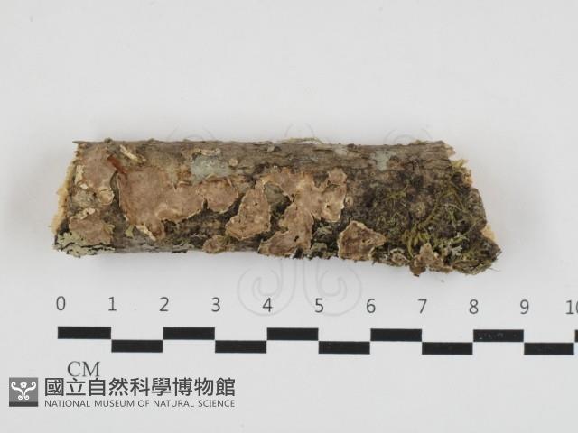 登錄號:F0032717藏品圖，第1張