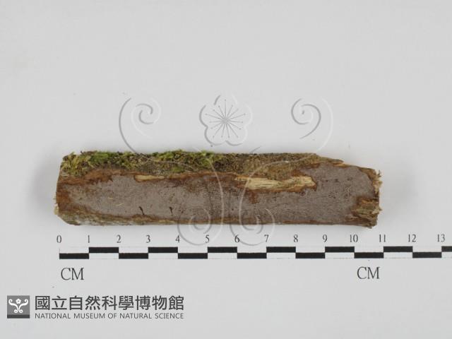 登錄號:F0027717藏品圖，第1張