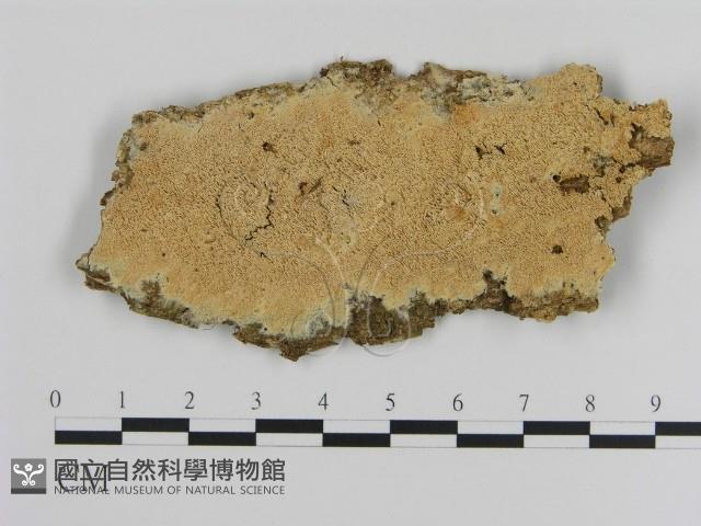 登錄號:F0015717藏品圖，第1張