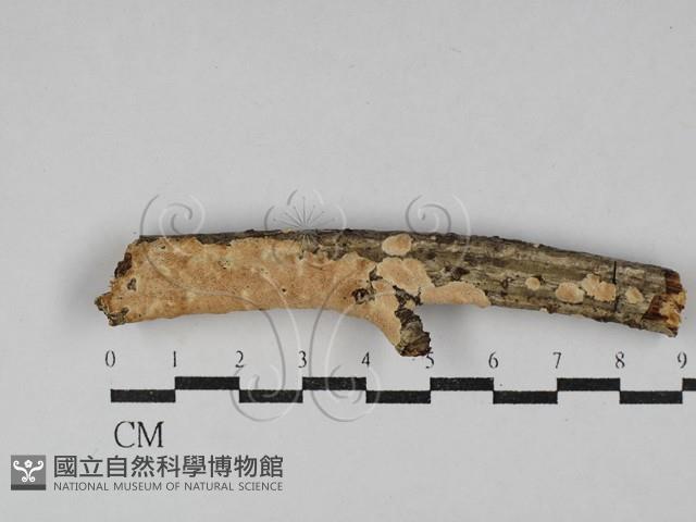 容氏菌屬藏品圖，第1張