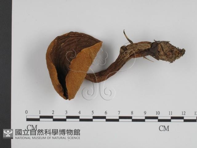 登錄號:F0003717藏品圖，第1張