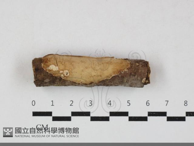 登錄號:F0033717藏品圖，第1張