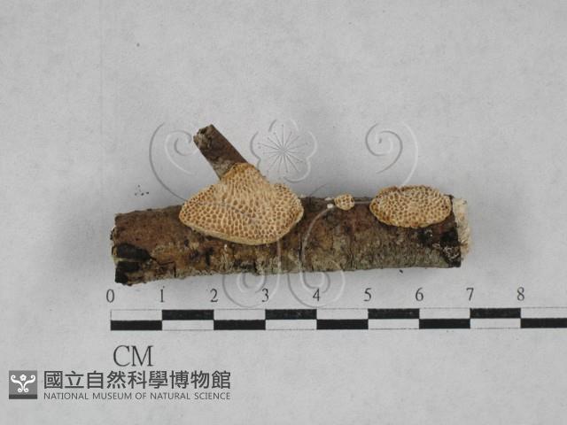 登錄號:F0028517藏品圖，第1張