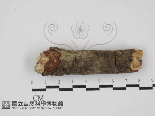 登錄號:F0020517藏品圖，第1張