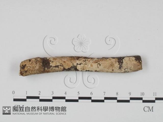 登錄號:F0000517藏品圖，第1張