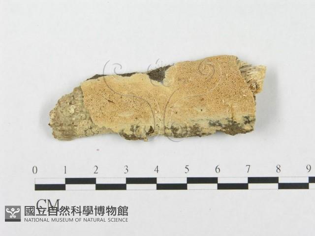 登錄號:F0010517藏品圖，第1張
