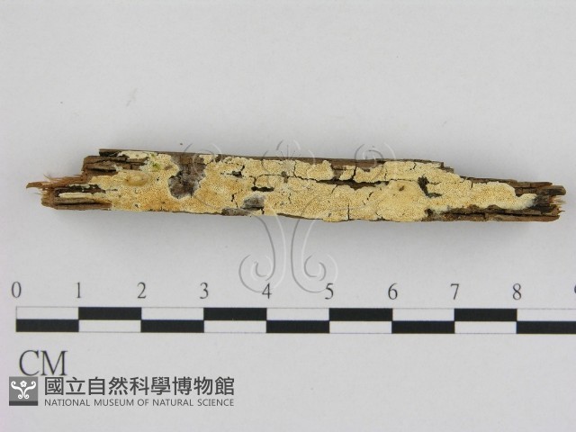 登錄號:F0006517藏品圖，第1張