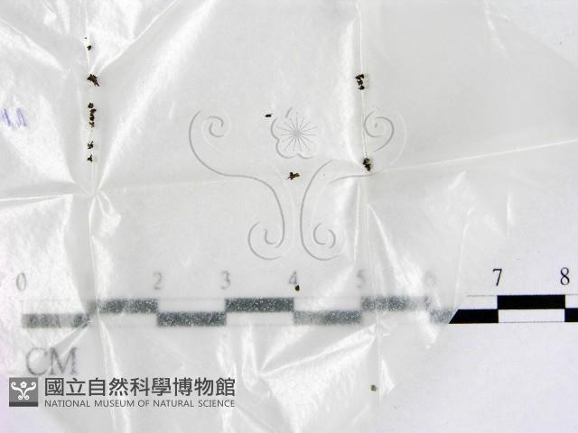 登錄號:F0016517藏品圖，第1張