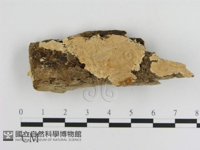 登錄號:F0001517藏品圖，第1張