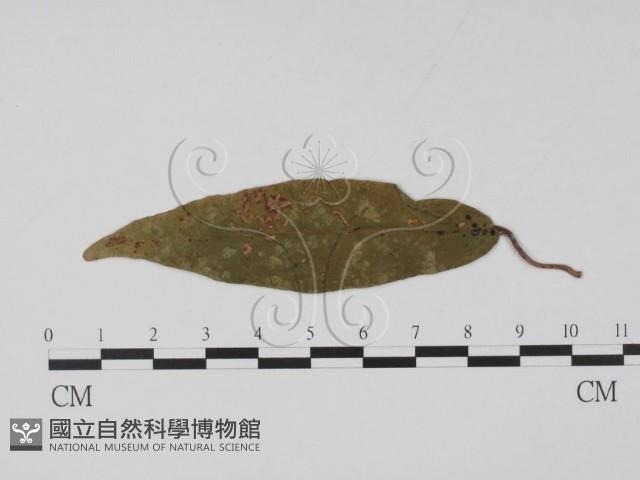 登錄號:F0011517藏品圖，第1張