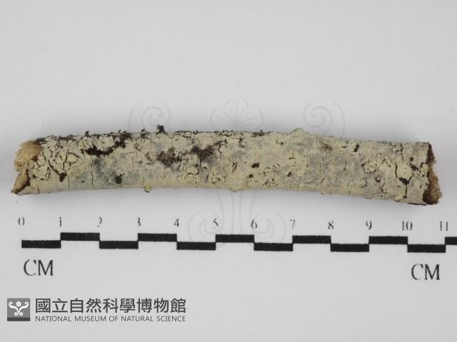 剛毛絲皮菌藏品圖，第1張