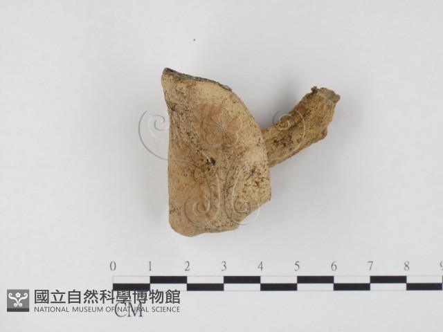 登錄號:F0024517藏品圖，第1張