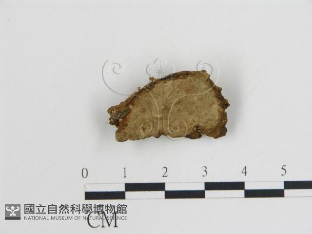 登錄號:F0004517藏品圖，第1張