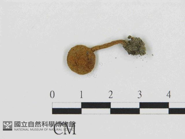 登錄號:F0014517藏品圖，第1張