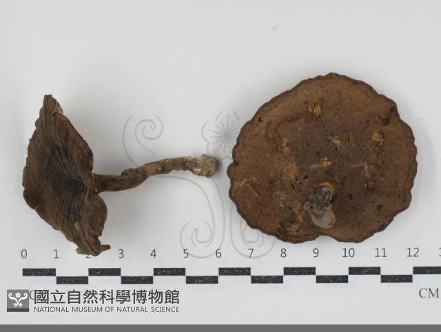 登錄號:F0034517藏品圖，第1張