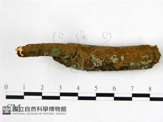 刺革菌屬藏品圖，第1張
