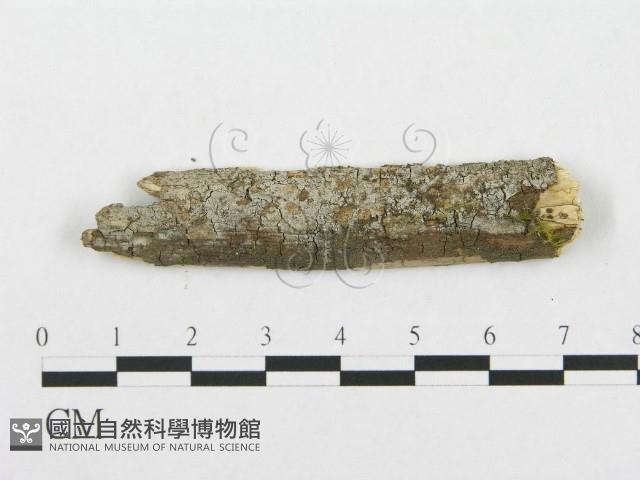 登錄號:F0002517藏品圖，第1張