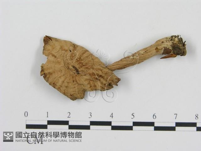 登錄號:F0012517藏品圖，第1張