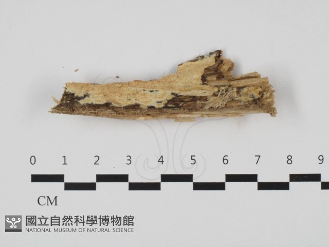 登錄號:F0032517藏品圖，第1張