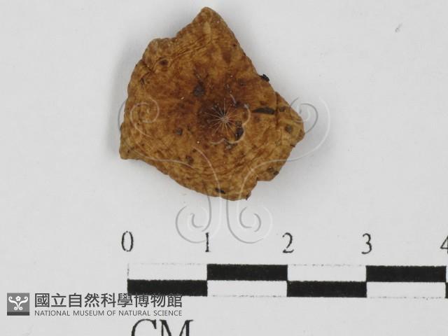 紅菇屬藏品圖，第1張